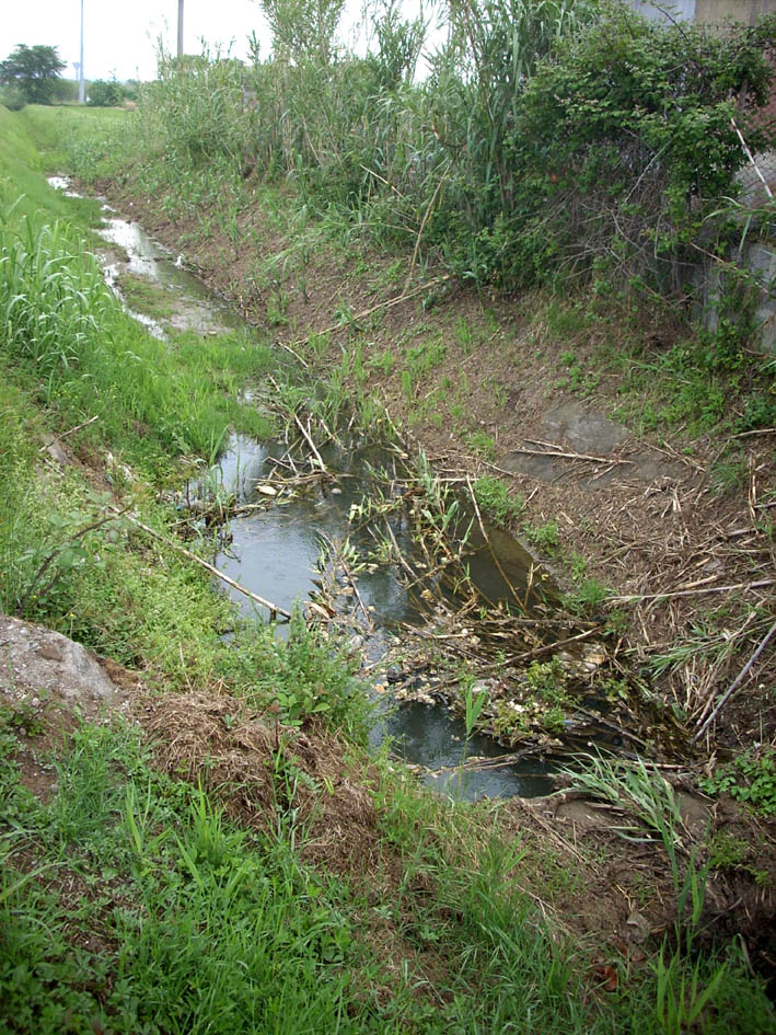 Brutte notizie da un fosso di Fiorentina (Piombino - LI)